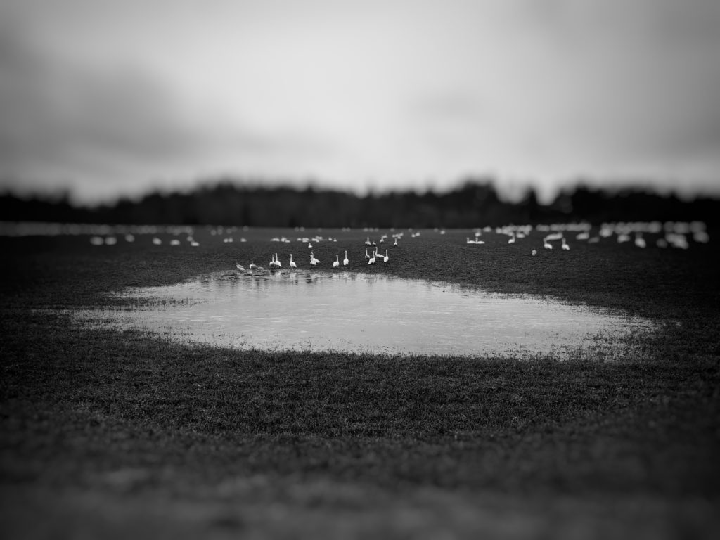 SWANS | 33058