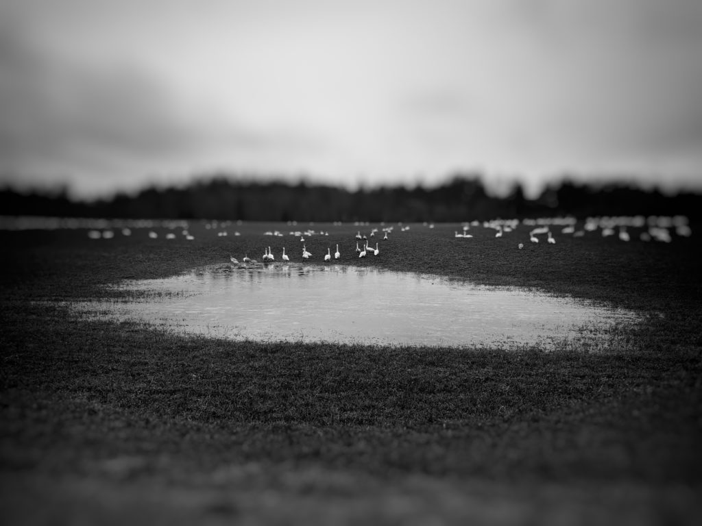 SWANS | 33058