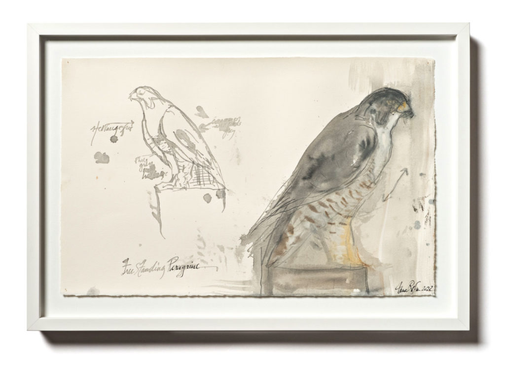 FREE STANDING PEREGRINE STUDY | 33245