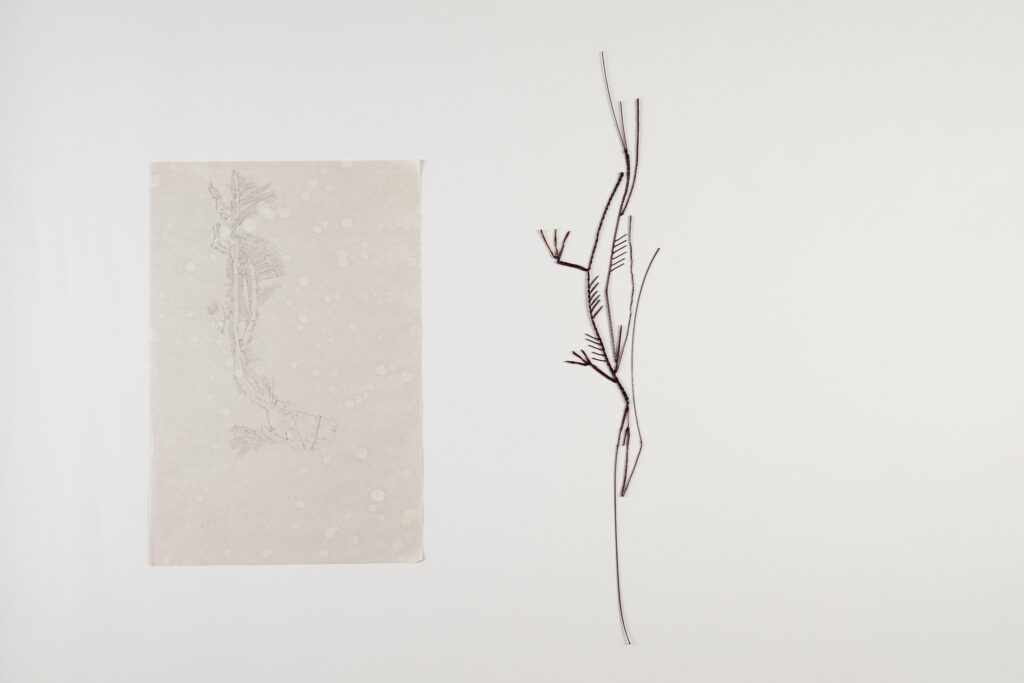 FOSSILS | 34472