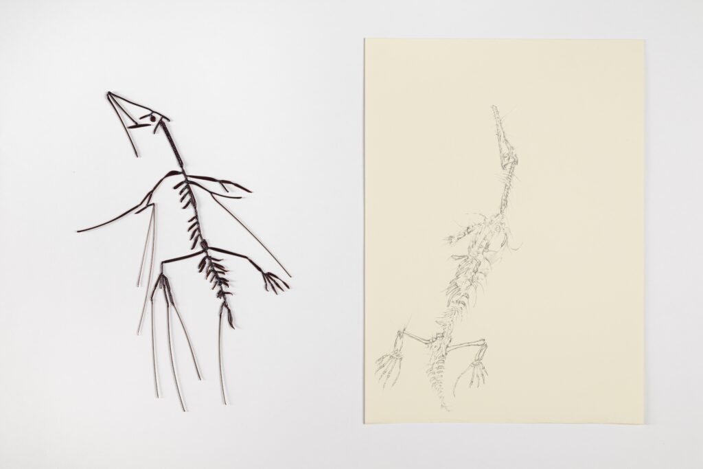 FOSSILS | 34480