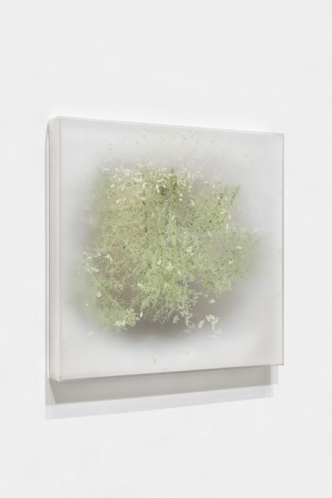 PUDDLE (DESOLATION II) | 35849